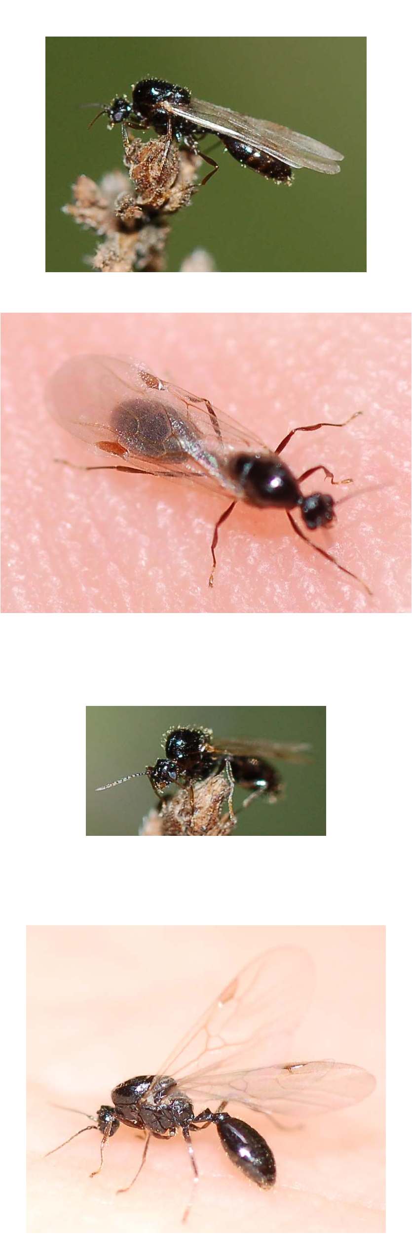Turbinio di formiche alate: probabili Solenopsis sp.